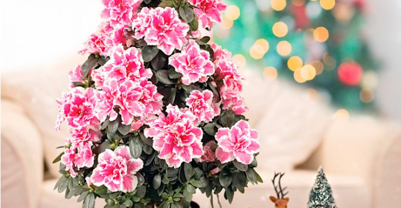 Azalea Christmas Tree Top 10 Best Selling Christmas Products - unusual ideas for Christmas gifts 1