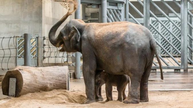 Top 10 Things to Do in Prague Evenings 17 Prague Zoo 2 Top 10 Things to Do in Prague Evenings - 17