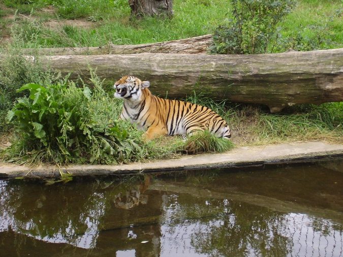 Top 10 Things to Do in Prague Evenings 16 Prague Zoo Top 10 Things to Do in Prague Evenings - 16