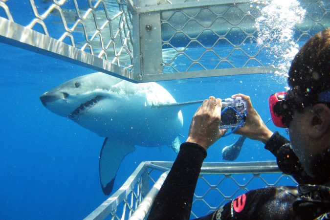 Shark cage diving Eyre Peninsula 10 Must-Have Christmas Gift Ideas for Men - 4