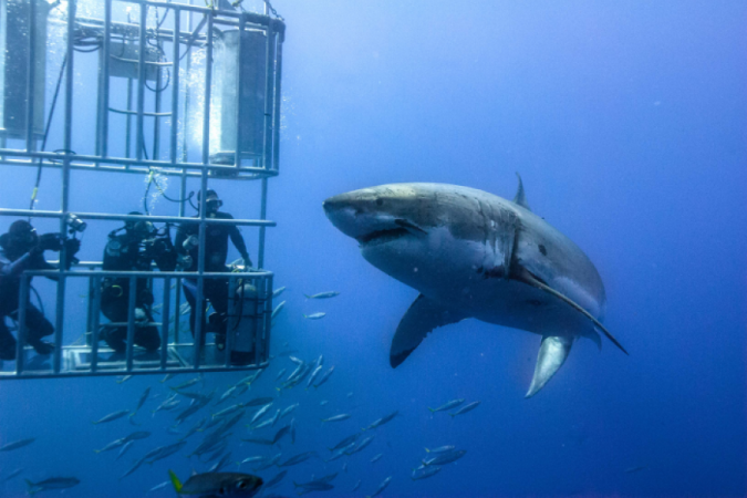Shark cage diving white shark south africa 10 Must-Have Christmas Gift Ideas for Men - 3