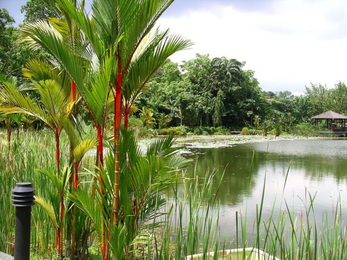 The 12 Most Relaxing and Meditative Holiday Destinations in Asia 12 Symphony Lake Singapore Botanic Gardens Asian travel destinations The 12 Most Relaxing and Meditative Holiday Destinations in Asia - 12