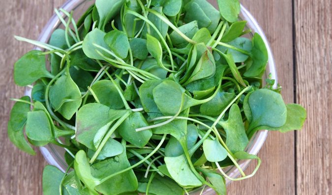 watercress plant 1 Top 10 Best Hair Masks for Color Treated Hair - 9
