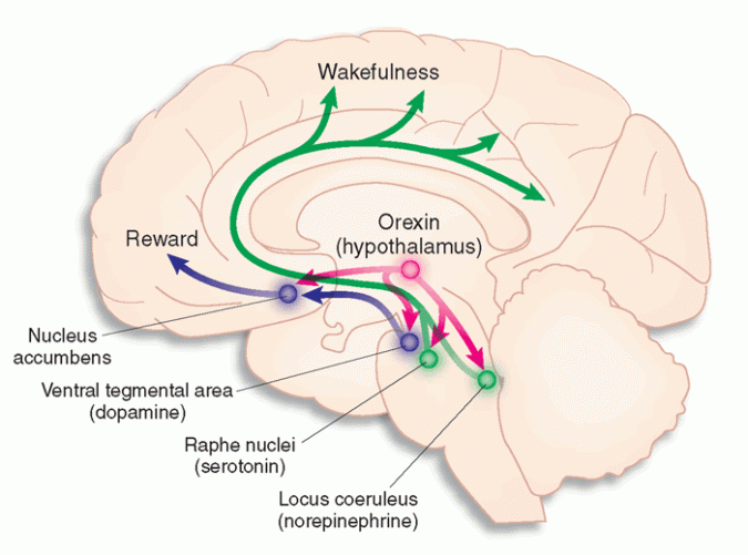 What You Should Know About Modafinil 2 Modafinil orexin monoamines brain What You Should Know About Modafinil - 2
