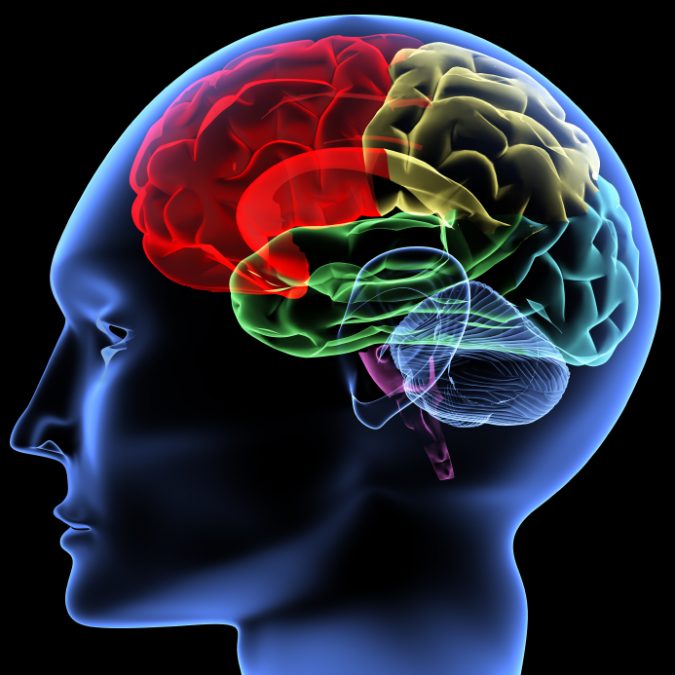 What You Should Know About Modafinil 13 haman brain epilepsy What You Should Know About Modafinil - 13
