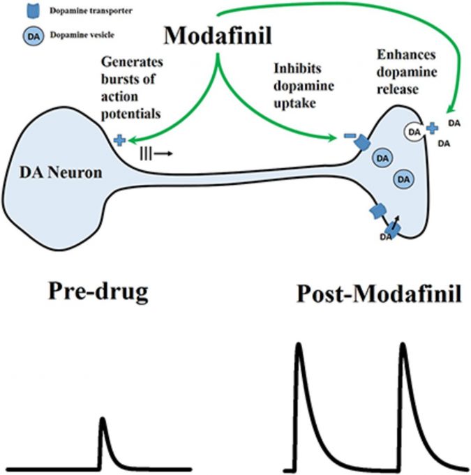 modafinil dopamine What You Should Know About Modafinil - 4