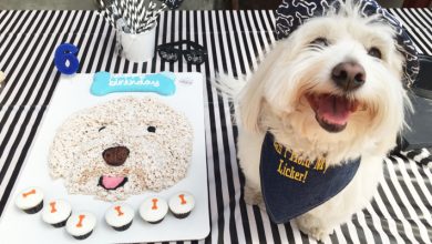 02 Preston and cake.w710.h473 7 Fun Ways To Celebrate Your Dog's Birthday - 65