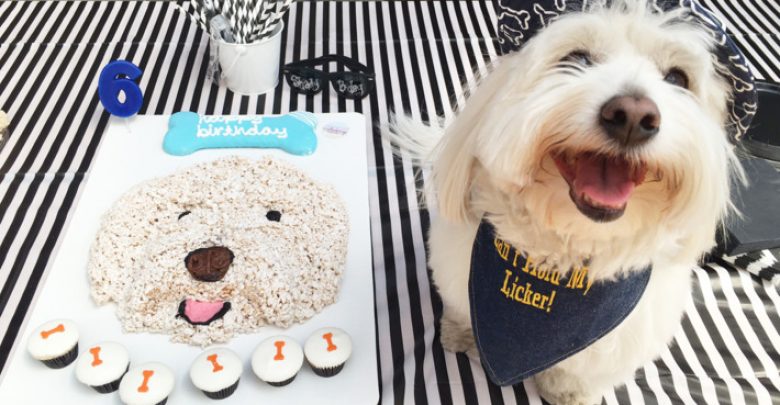 02 Preston and cake.w710.h473 7 Fun Ways To Celebrate Your Dog's Birthday - gifts for dogs 22