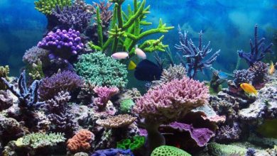 Coral Reef Ecosystem How Does a Coral Reef Ecosystem Work? - 59