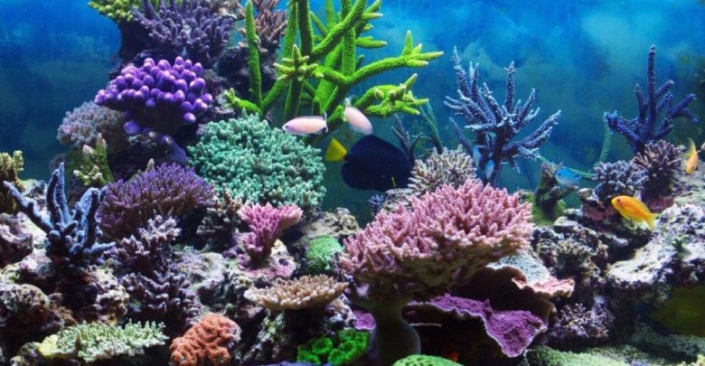 Coral Reef Ecosystem How Does a Coral Reef Ecosystem Work? - 1