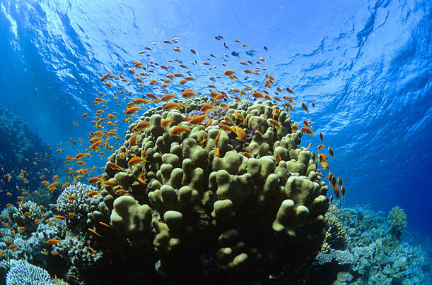 Picture 1 coral reefs How Does a Coral Reef Ecosystem Work? - 2