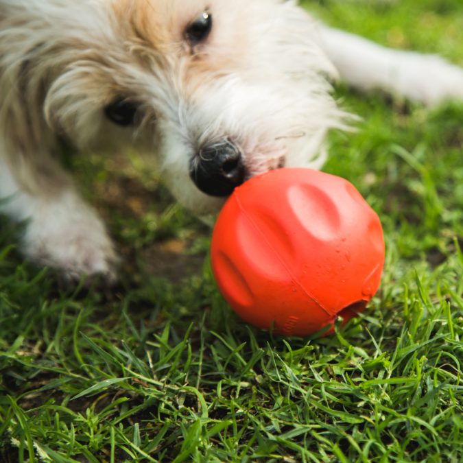 7 Fun Ways To Celebrate Your Dog's Birthday 12 find it games 7 Fun Ways To Celebrate Your Dog's Birthday - 12