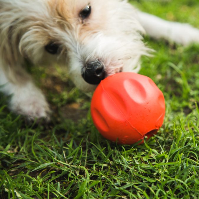 find-it-games-675x675 7 Fun Ways To Celebrate Your Dog's Birthday
