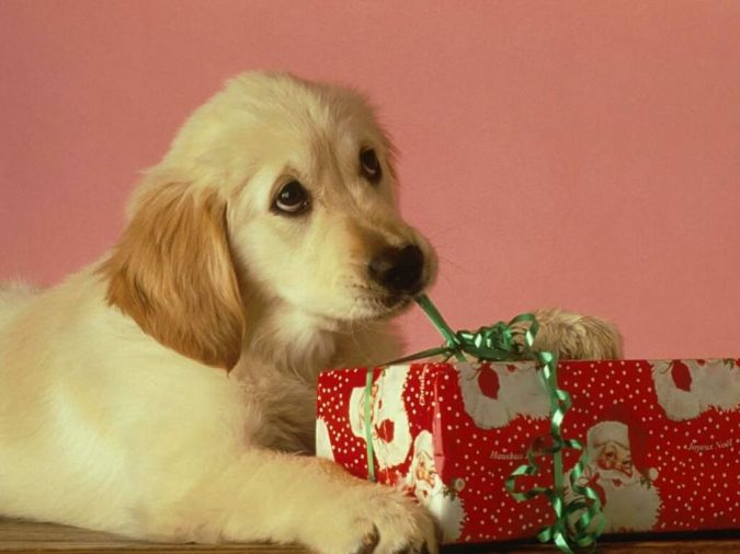 7 Fun Ways To Celebrate Your Dog's Birthday 4 labrador puppy with xmas present 7 Fun Ways To Celebrate Your Dog's Birthday - 4