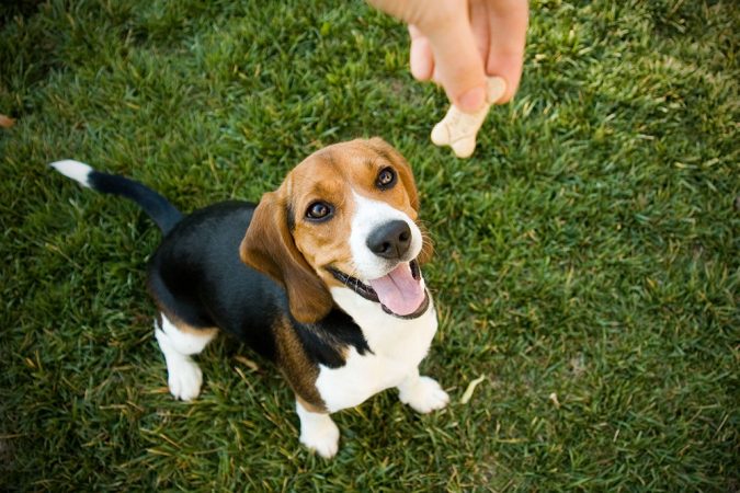 7 Fun Ways To Celebrate Your Dog's Birthday 11 loveyourpetday low 7 Fun Ways To Celebrate Your Dog's Birthday - 11