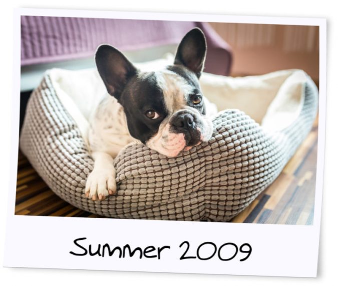 7 Fun Ways To Celebrate Your Dog's Birthday 7 photo dog 7 Fun Ways To Celebrate Your Dog's Birthday - 7