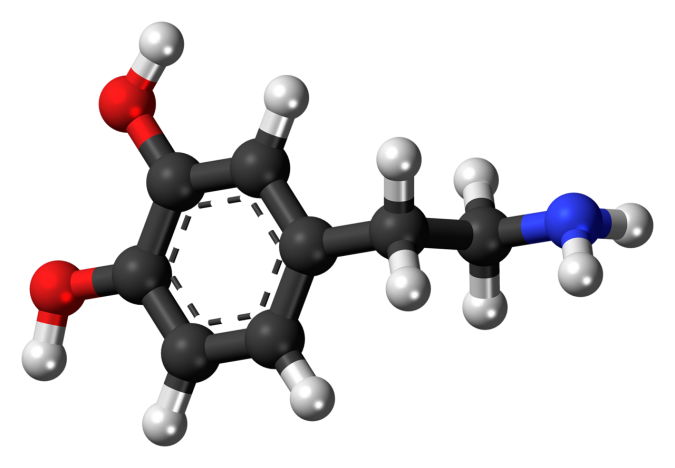 Top 10 Hormones That Help You Lose Weight 7 Acetylcholine Top 10 Hormones That Help You Lose Weight - 7