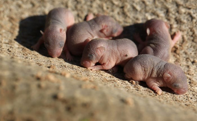 Breed Fast 7 Problems You Can Get From House Mice - 5
