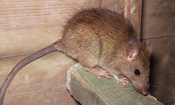 Common Problems from House Mice 7 Problems You Can Get From House Mice - 2