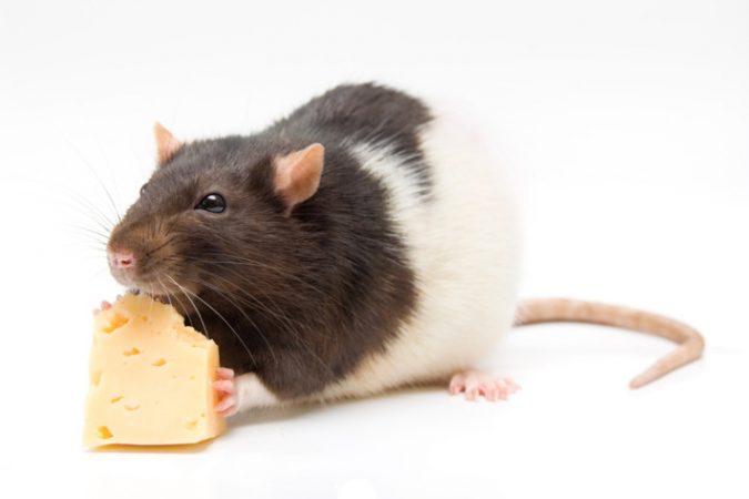 Contamination of Edible Items 7 Problems You Can Get From House Mice - 8