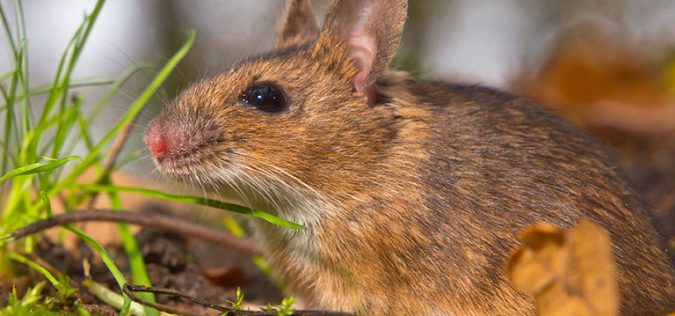 Damage your Gardens 7 Problems You Can Get From House Mice - 9