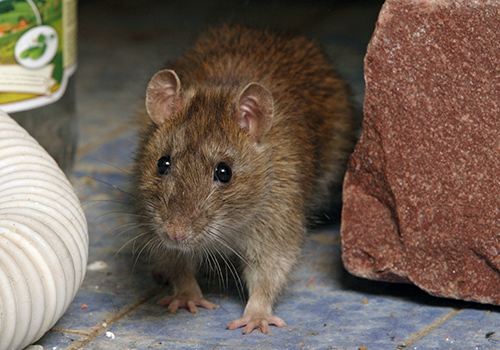 Devastate your Home Structure 7 Problems You Can Get From House Mice - 3