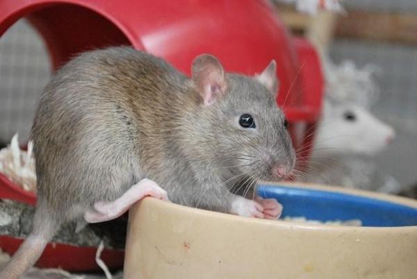 Diseases 7 Problems You Can Get From House Mice - 4