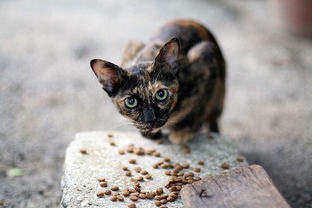 Top 10 Ways to Make a Difference in the World 5 Feed Stray Animals Top 10 Ways to Make a Difference in the World - 5