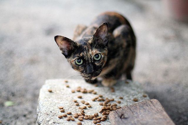 Feed Stray Animals Top 10 Ways to Make a Difference in the World - 5