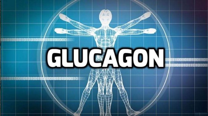 Glucagon Top 10 Hormones That Help You Lose Weight - 3