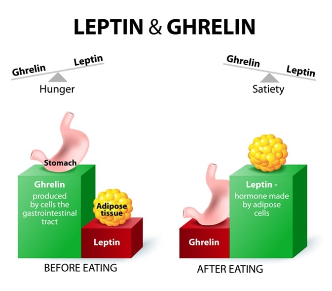 Top 10 Hormones That Help You Lose Weight 11 Leptin 1 Top 10 Hormones That Help You Lose Weight - 11