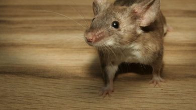 Problems You Can Get From House Mice 7 Problems You Can Get From House Mice - 37