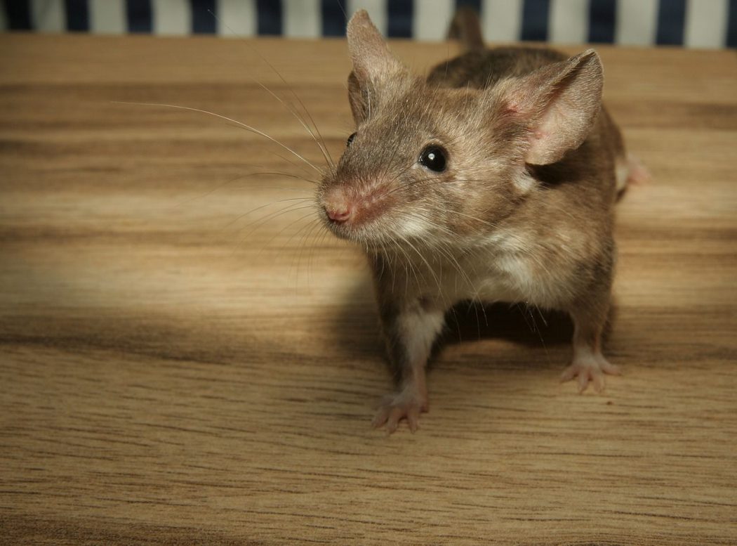 7 Problems You Can Get From House Mice
