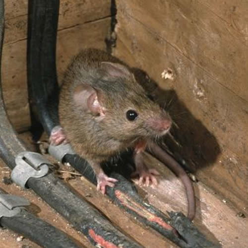 They will Make their Way 7 Problems You Can Get From House Mice - 6