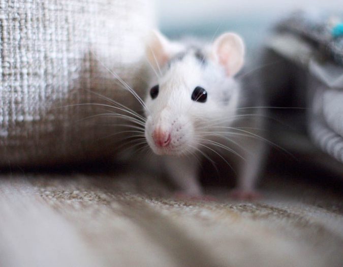 Threat to your Furniture 7 Problems You Can Get From House Mice - 7