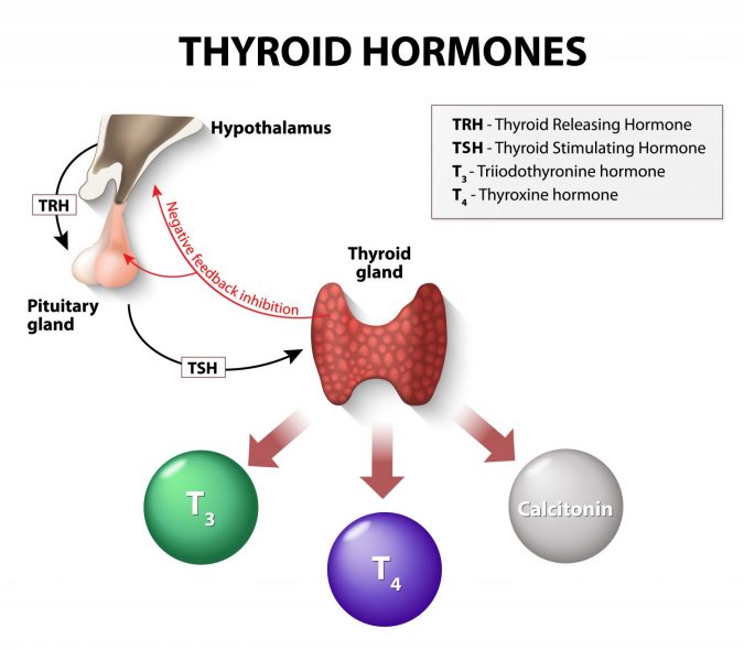 Thyroid-Hormones-675x590 Top 10 Hormones That Help You Lose Weight