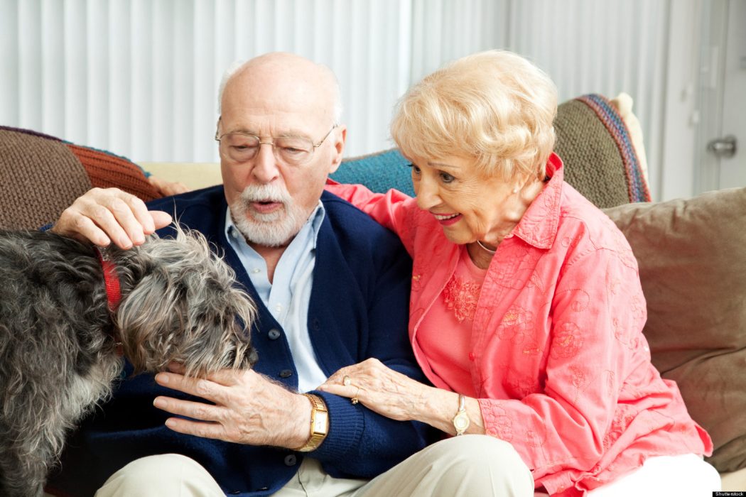 Buying Tips on How to Choose a Comfortable Bed for Aging Pets 305 Bed for Aging Pets Buying Tips on How to Choose a Comfortable Bed for Aging Pets - 214 Pouted Lifestyle Magazine
