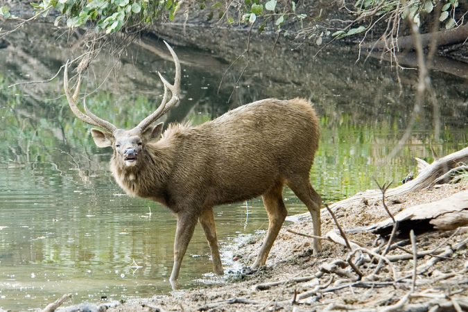 Sambar deer Wildlife Sanctuary 10 Charming Sites to Visit in Lonavala, India - 16