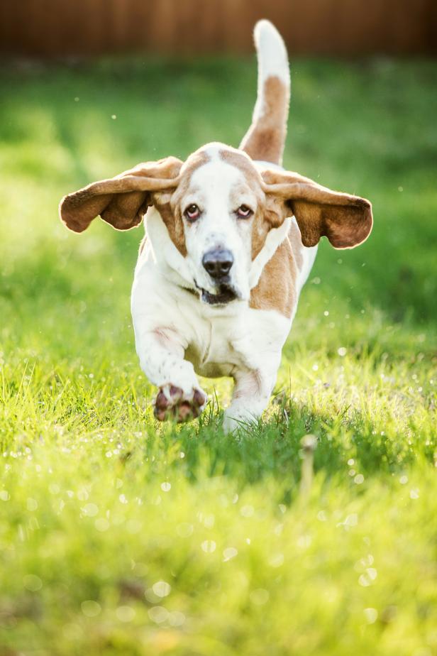 Basset Hound dog 2 What is the Perfect Dog for Small Living Spaces? - 9