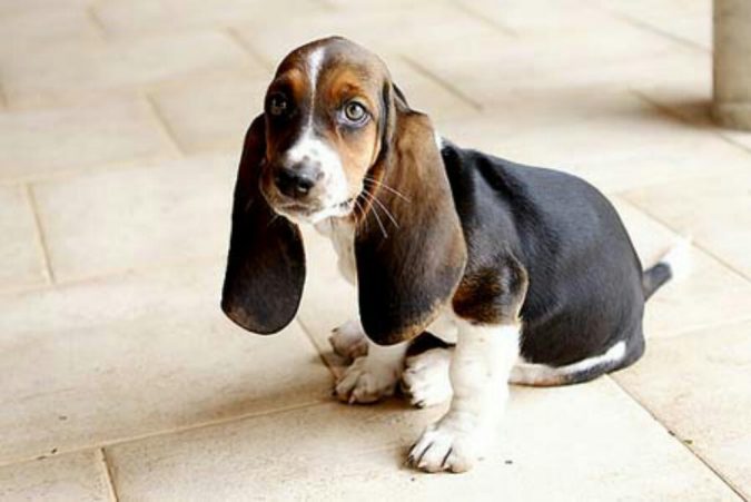 Basset-Hound-dog-675x451 What is the Perfect Dog for Small Living Spaces?