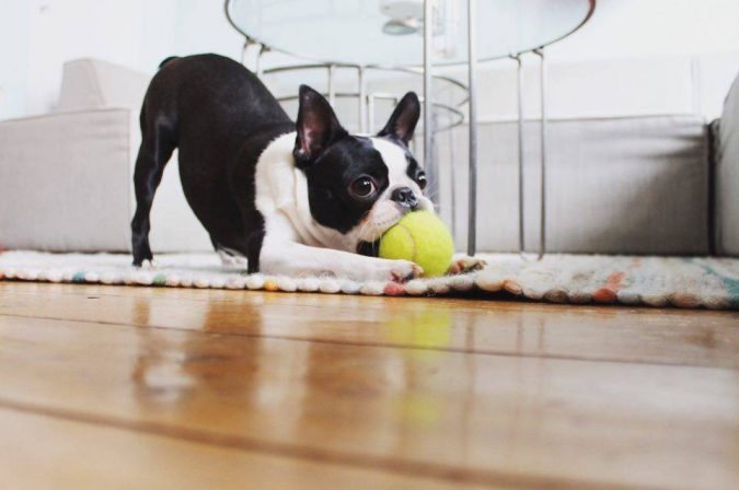 Boston-Terrier-dog-675x448 What is the Perfect Dog for Small Living Spaces?