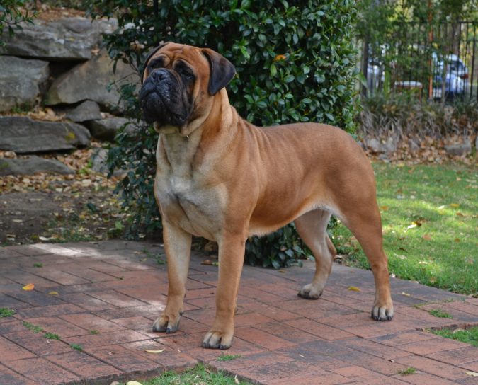 Bull Mastiff dog What is the Perfect Dog for Small Living Spaces? - 16