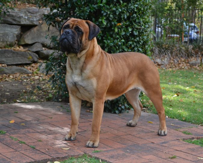What is the Perfect Dog for Small Living Spaces? 16 Bull Mastiff dog What is the Perfect Dog for Small Living Spaces? - 16