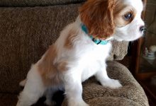 Cavalier King Charles Spaniel 2 What is the Perfect Dog for Small Living Spaces? - 8