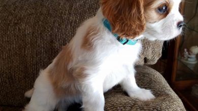 Cavalier King Charles Spaniel 2 What is the Perfect Dog for Small Living Spaces? - 45