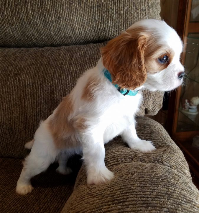 Cavalier King Charles Spaniel 2 What is the Perfect Dog for Small Living Spaces? - 7