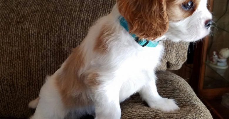 Cavalier King Charles Spaniel 2 What is the Perfect Dog for Small Living Spaces? - cute dogs 1