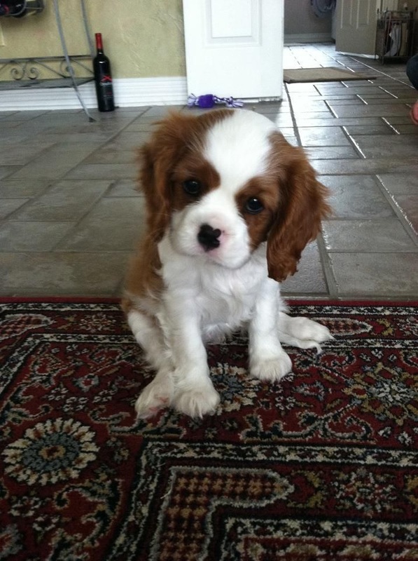 Cavalier-King-Charles-Spaniel-dog What is the Perfect Dog for Small Living Spaces?