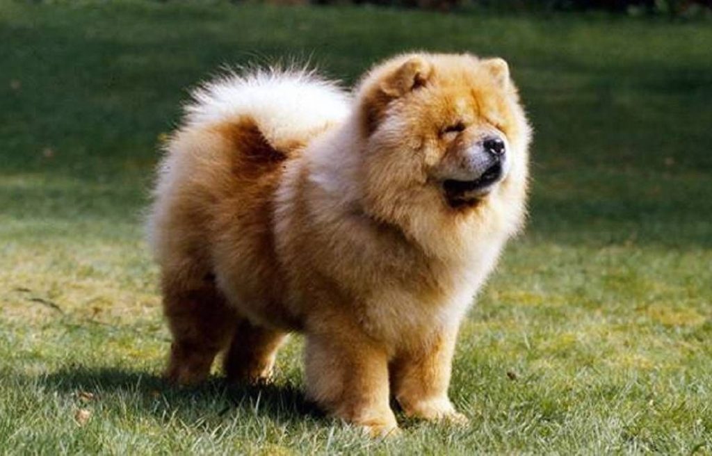 What Is The Perfect Dog For Small Living Spaces?