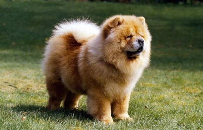 Chow-Chow-dog-675x432 What is the Perfect Dog for Small Living Spaces?